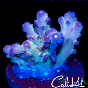 RAINBOW SMOOTH SKIN ACRO