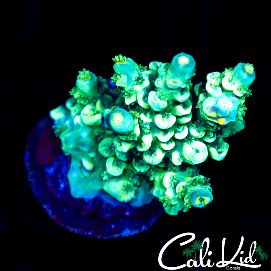 RAINBOW TENIUS FRAG