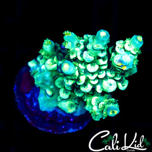 RAINBOW TENIUS FRAG