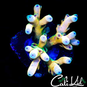 CK RAINBOW LOKANI CHUNK