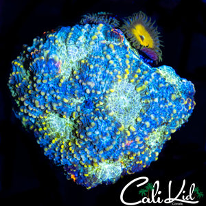RAINBOW ECHINATA FRAG