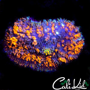CK GUMDROP MUSHROOM