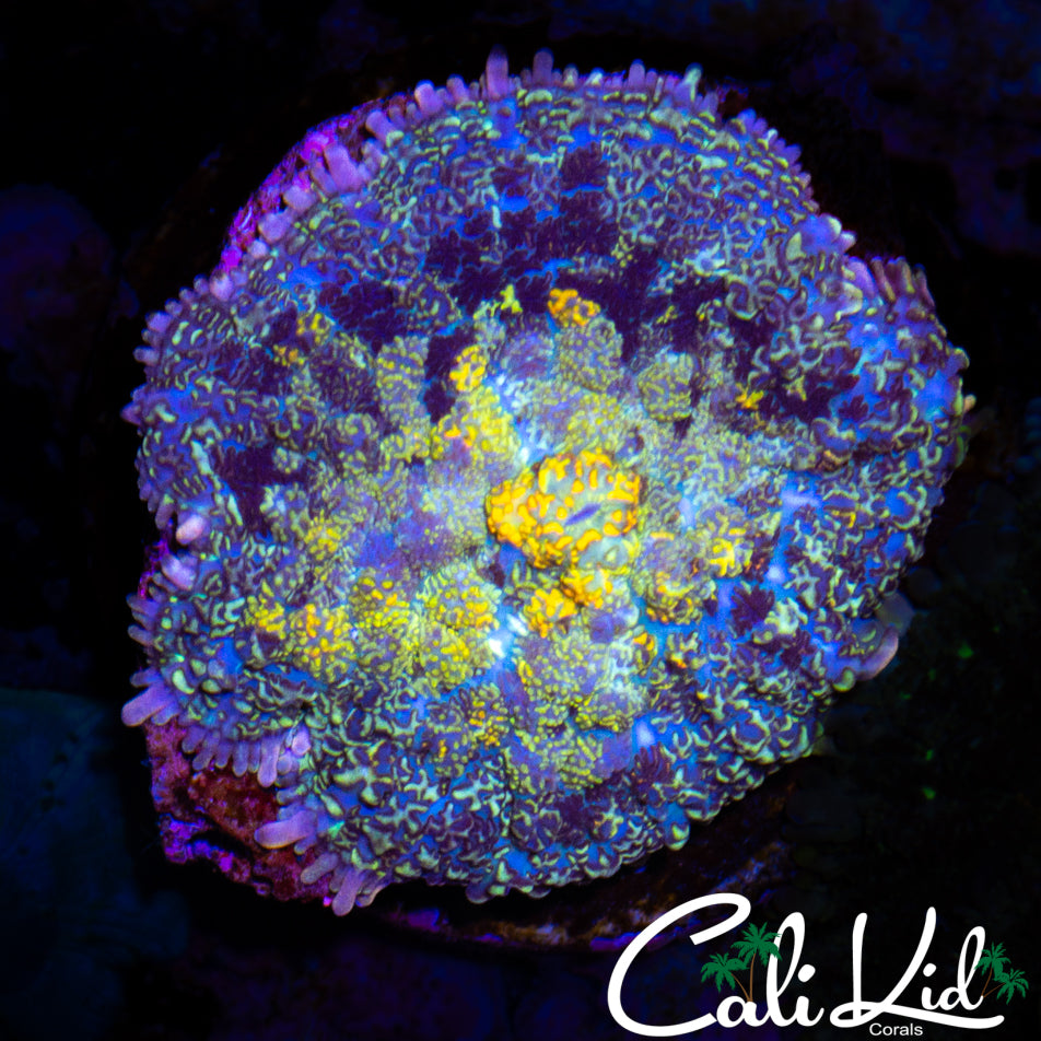 STAINED GLASS MUSHROOM