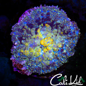 STAINED GLASS MUSHROOM