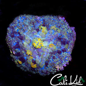 STAINED GLASS MUSHROOM