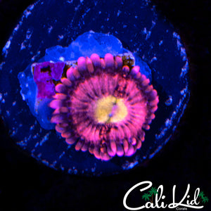 MYSTERY ZOA