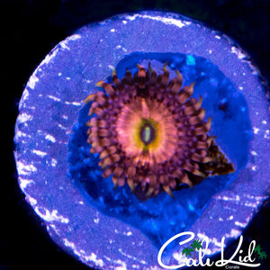 ROCKIN RAINBOW ZOA