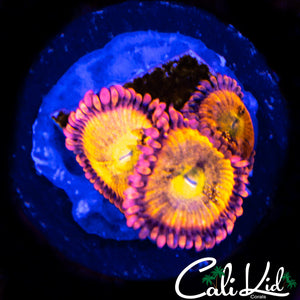CK CHERRY BLOSSOM TRIPLE