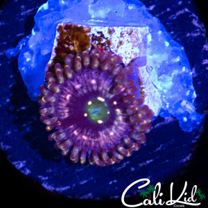 C2C INTERSTELLAR ZOA
