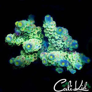 ULTIMATE RAINBOW TENIUS CHUNK