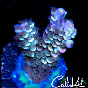 RAINBOW TENIUS FRAG