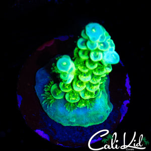 RAINBOW TENIUS FRAG