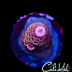 RAINBOW STAG FRAG
