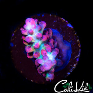 CK SHORTCAKE FRAG