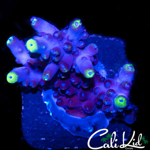 CK BLUE ANGEL ACRO