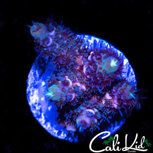 FUZZY PURPLE MILLI