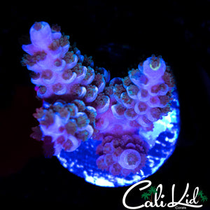 BI COLOR TENIUS
