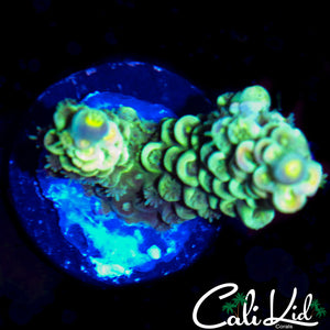 BLUE TIP TENIUS