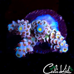 INSANE RAINBOW TENIUS