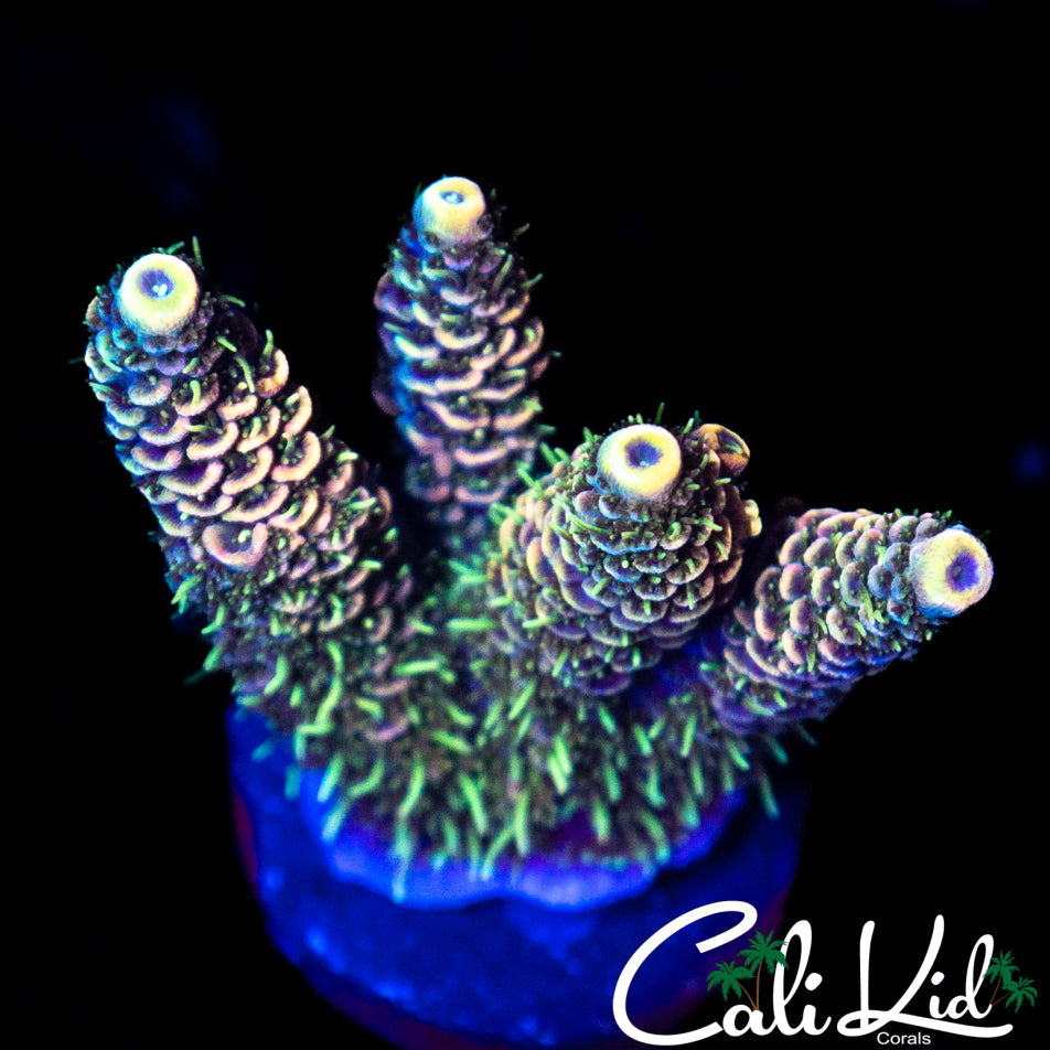 RAINBOW MILLI CHUNK