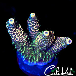 RAINBOW MILLI CHUNK
