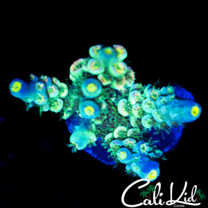 BLUE TIP TENIUS