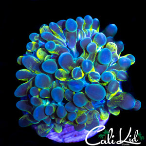 SPLATTER BUBBLE FRAG