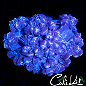 MINI GHOST BUBBLE CORAL