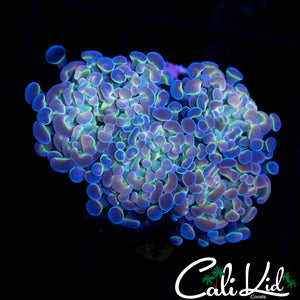 MULTI HEAD HOLOGRAM HAMMER