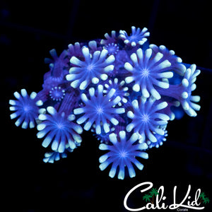 BI COLOR ALVEOPORA