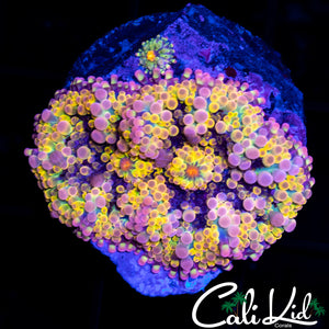 SOLOMAN RAINBOW YUMA W/ BABY