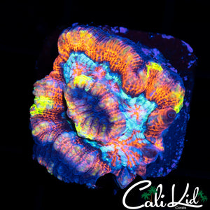 RAINBOW WILSONI FRAG