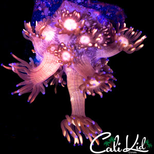 STRAWBERRY WINE GONI