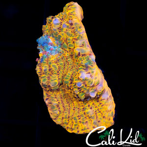 RAINBOW CONVICT CHALICE FRAG