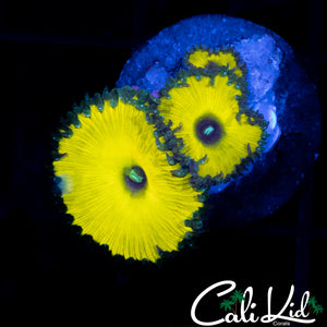 CK SOLAR DEITY TRIPLE