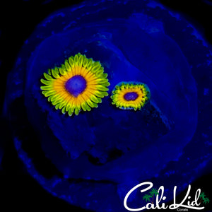 GREAT OWL ZOA DOUBLE