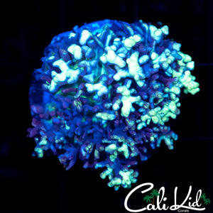 FROSTED FUZZY MUSHROOM