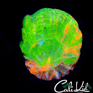 RAINBOW RIM SCOLY
