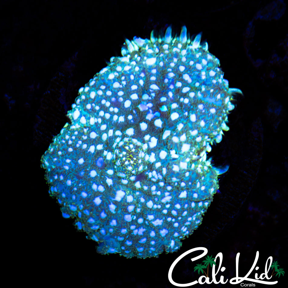 WHITE SPECKLED RHODACTIS