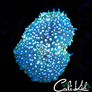 WHITE SPECKLED RHODACTIS