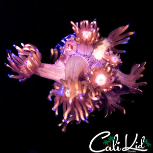 STRAWBERRY WINE GONI