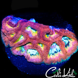 RARE RAINBOW FAVIA MINI COLONY