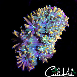 CK KALEIDOSCOPE GALAXIA