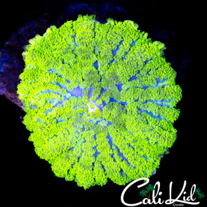 FUZZY RADIOACTIVE SHROOM
