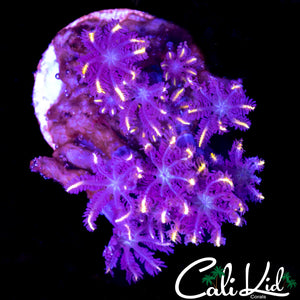 RAINBOW CLOVE POLYPS