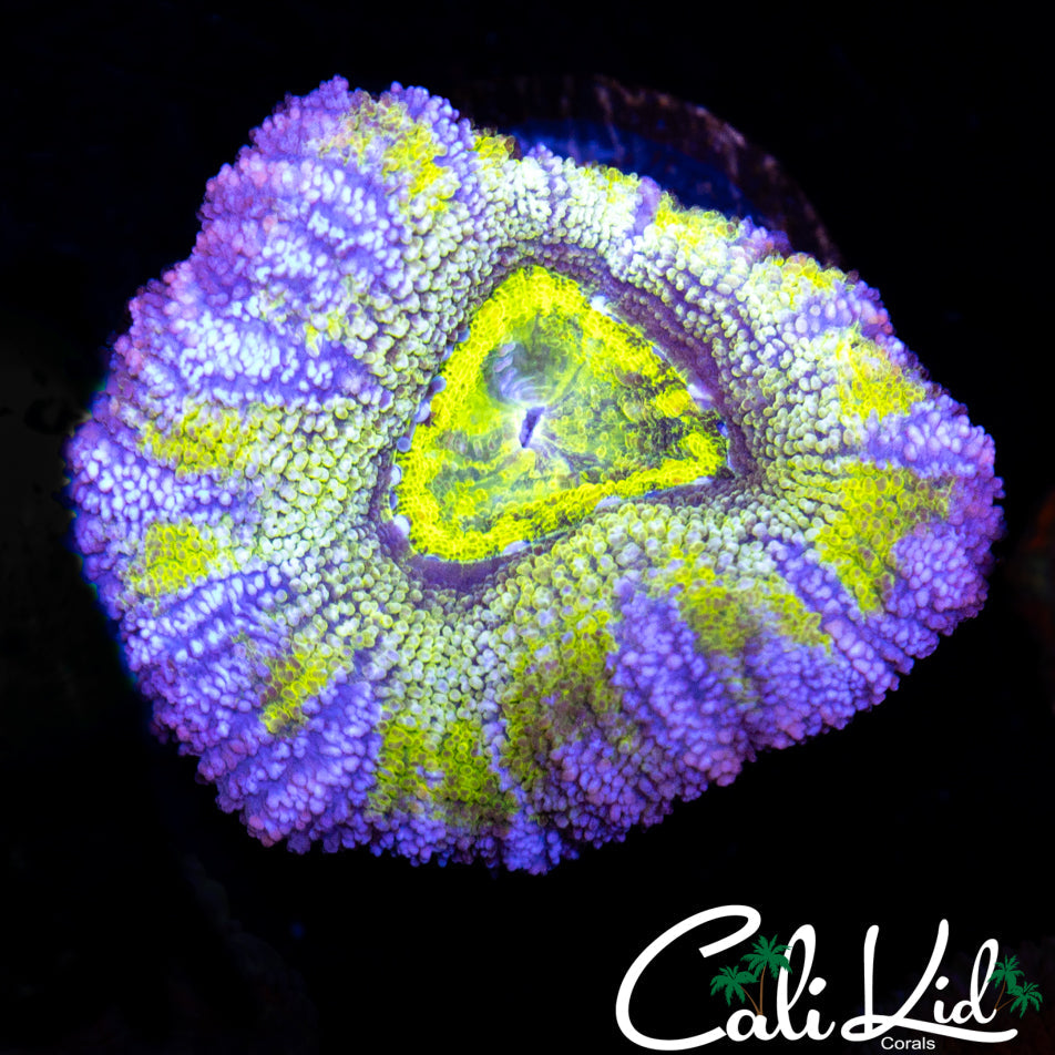 RAINBOW ACAN LORD