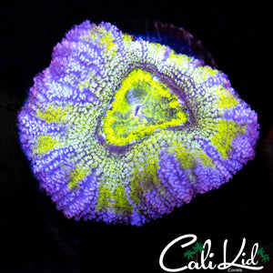 RAINBOW ACAN LORD