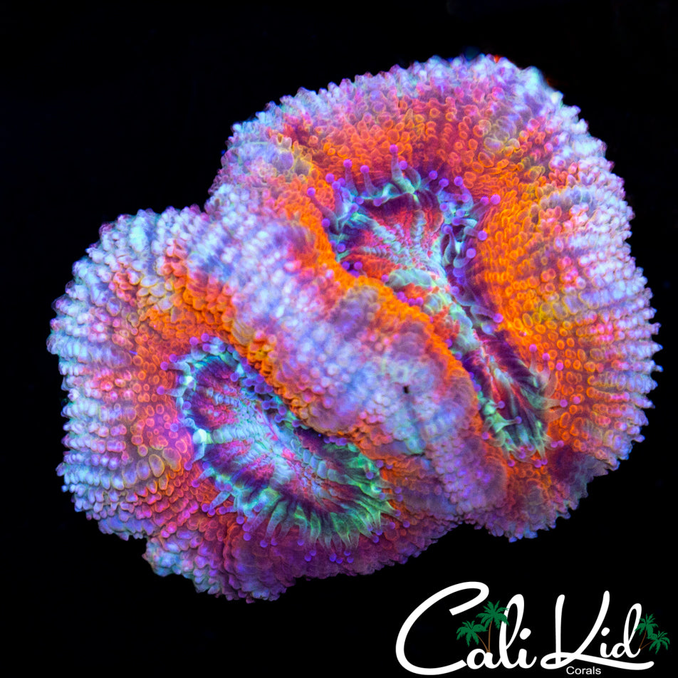 ULTRA ACAN DOUBLE