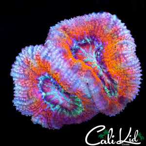 ULTRA ACAN DOUBLE