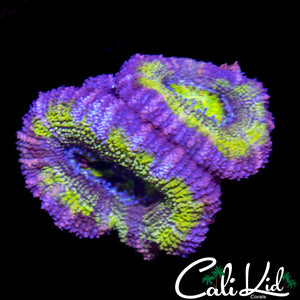 ULTRA ACAN DOUBLE